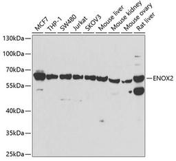 Western blot - ENOX2 antibody (A7063)