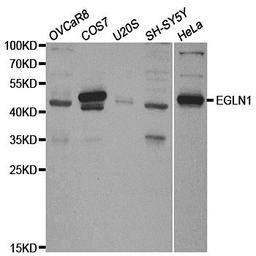 Western blot analysis of extracts of various cell lines using EGLN1 antibody.