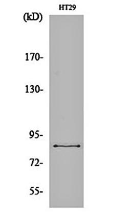 Western blot analysis of HT29 cell lysates using ENX-2 antibody