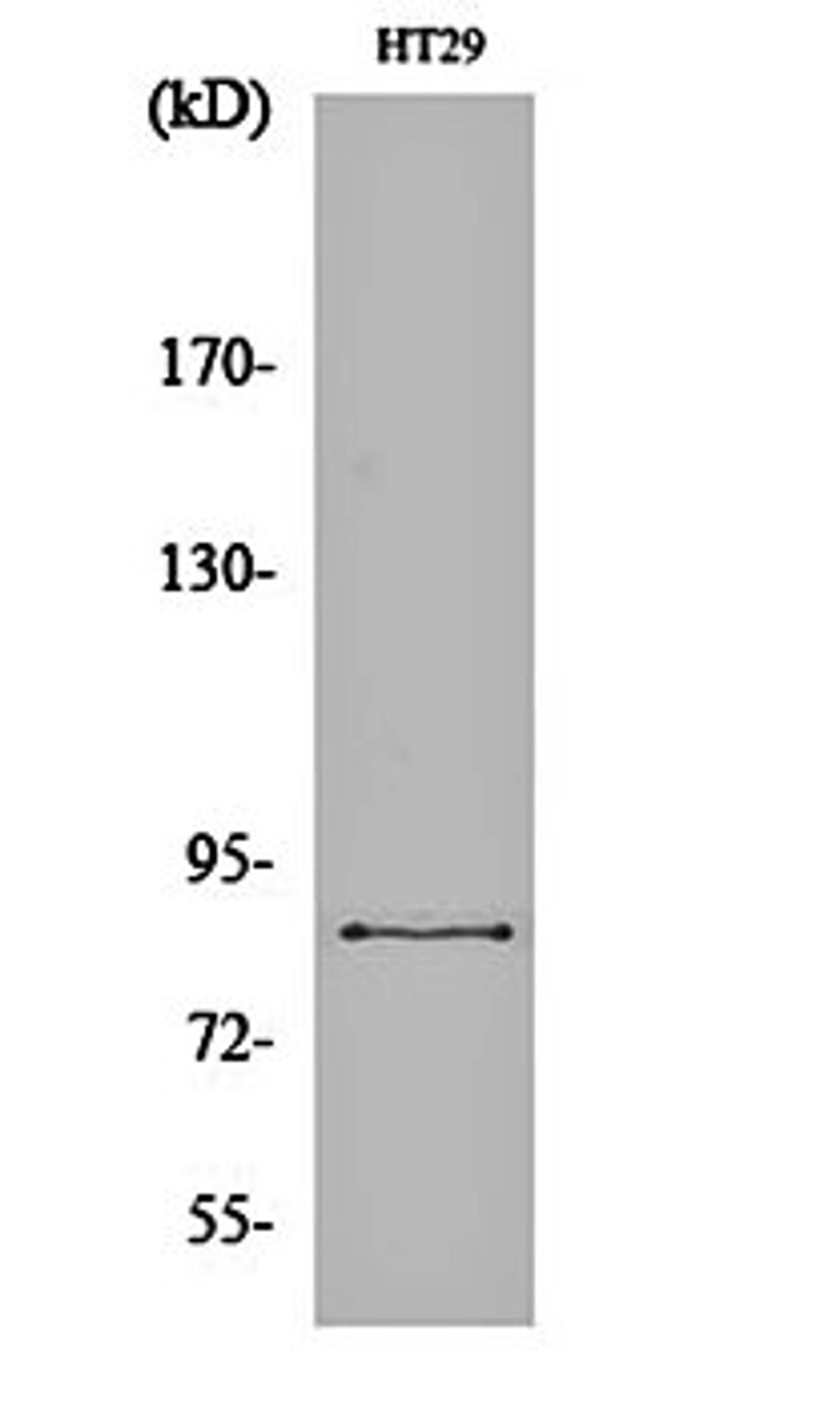 Western blot analysis of HT29 cell lysates using ENX-2 antibody