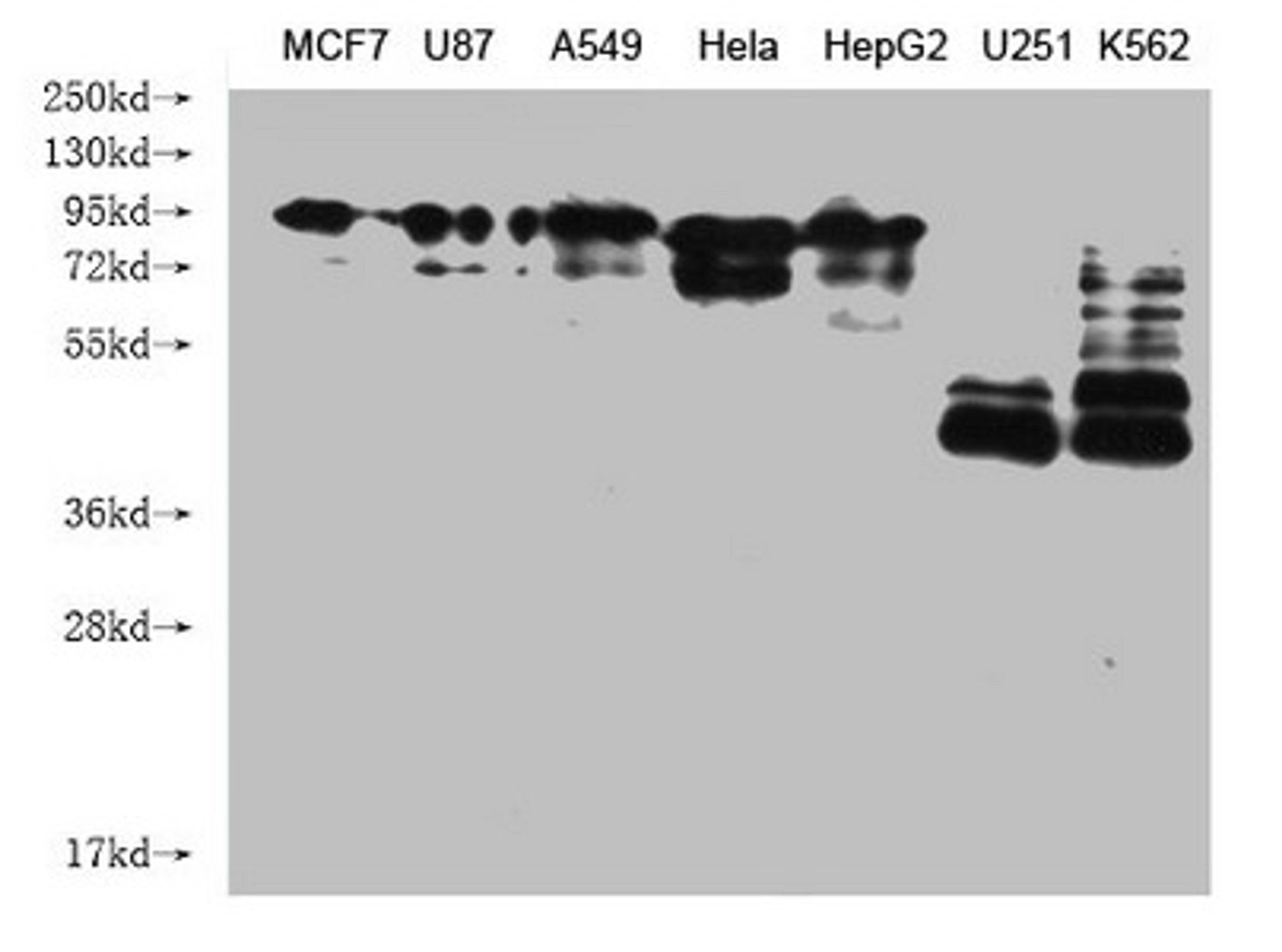 Western Blot. Positive WB detected in: MCF7 whole cell lysate, U87 whole cell lysate, A549 whole cell lysate, Hela whole cell lysate, HepG2 whole cell lysate, U251 whole cell lysate, K562 whole cell lysate . All lanes: CANX antibody at 1:2000. Secondary. Goat polyclonal to mouse IgG at 1/50000 dilution. Predicted band size: 68, 72, 56 kDa. Observed band size: 90 KDa. Exposure time:1min