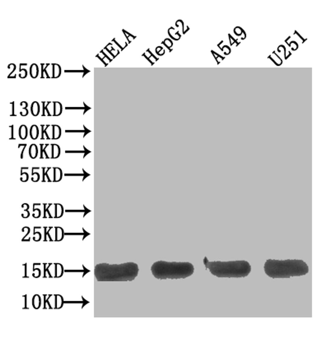 Western Blot. Positive WB detected in: Hela whole cell lysate, HepG2 whole cell lysate, A549 whole cell lysate, U251 whole cell lysate. All lanes: TNFRSF10B antibody at 1:500. Secondary. Goat polyclonal to Human IgG at 1/50000 dilution. Predicted band size: 13 kDa. Observed band size: 13 kDa. 