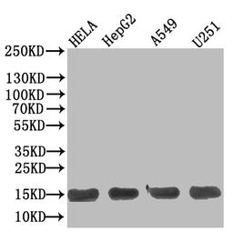 Western Blot. Positive WB detected in: Hela whole cell lysate, HepG2 whole cell lysate, A549 whole cell lysate, U251 whole cell lysate. All lanes: TNFRSF10B antibody at 1:500. Secondary. Goat polyclonal to Human IgG at 1/50000 dilution. Predicted band size: 13 kDa. Observed band size: 13 kDa. 