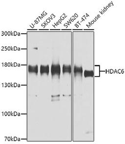 Western blot - HDAC6 antibody (A11259)