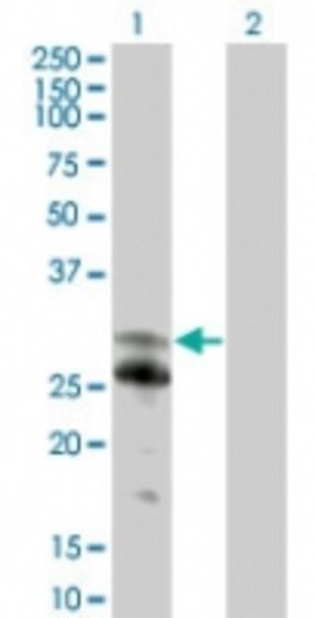 Western Blot: NFAM1 Antibody [NBP2-24943] - Analysis of NFAM1 in 1) transfected 293T cells and 2) untransfected 293T cells using this antibody at 1:500.