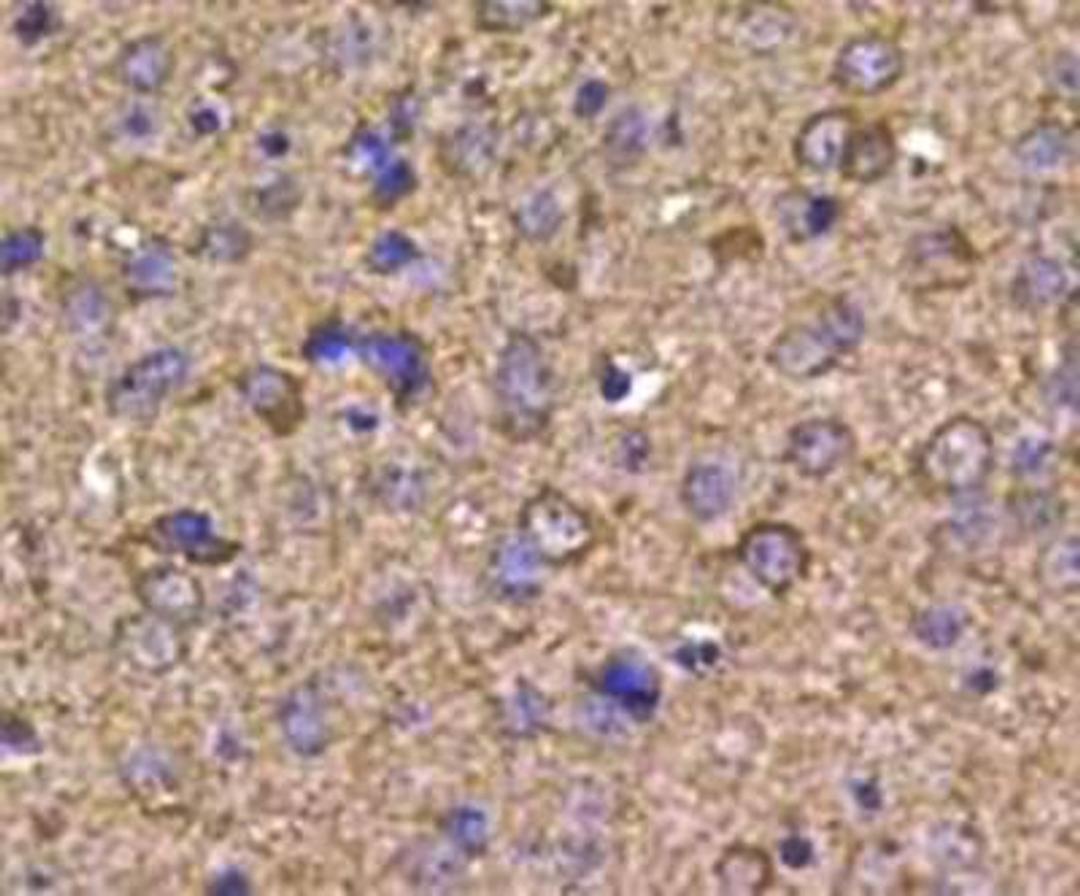 Immunohistochemical staining of mouse brain tissue using HSP90 Beta antibody