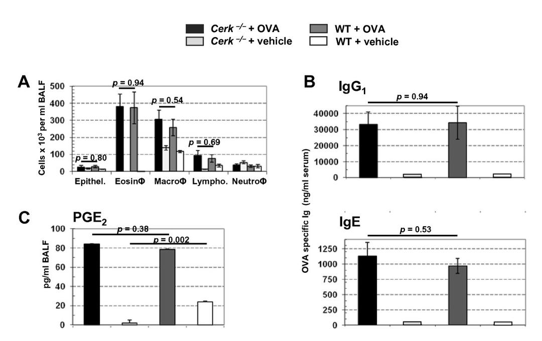 Rat anti Mouse IgE heavy chain antibody, clone LO-ME-3 used for the detection of mouse IgE by ELISA.