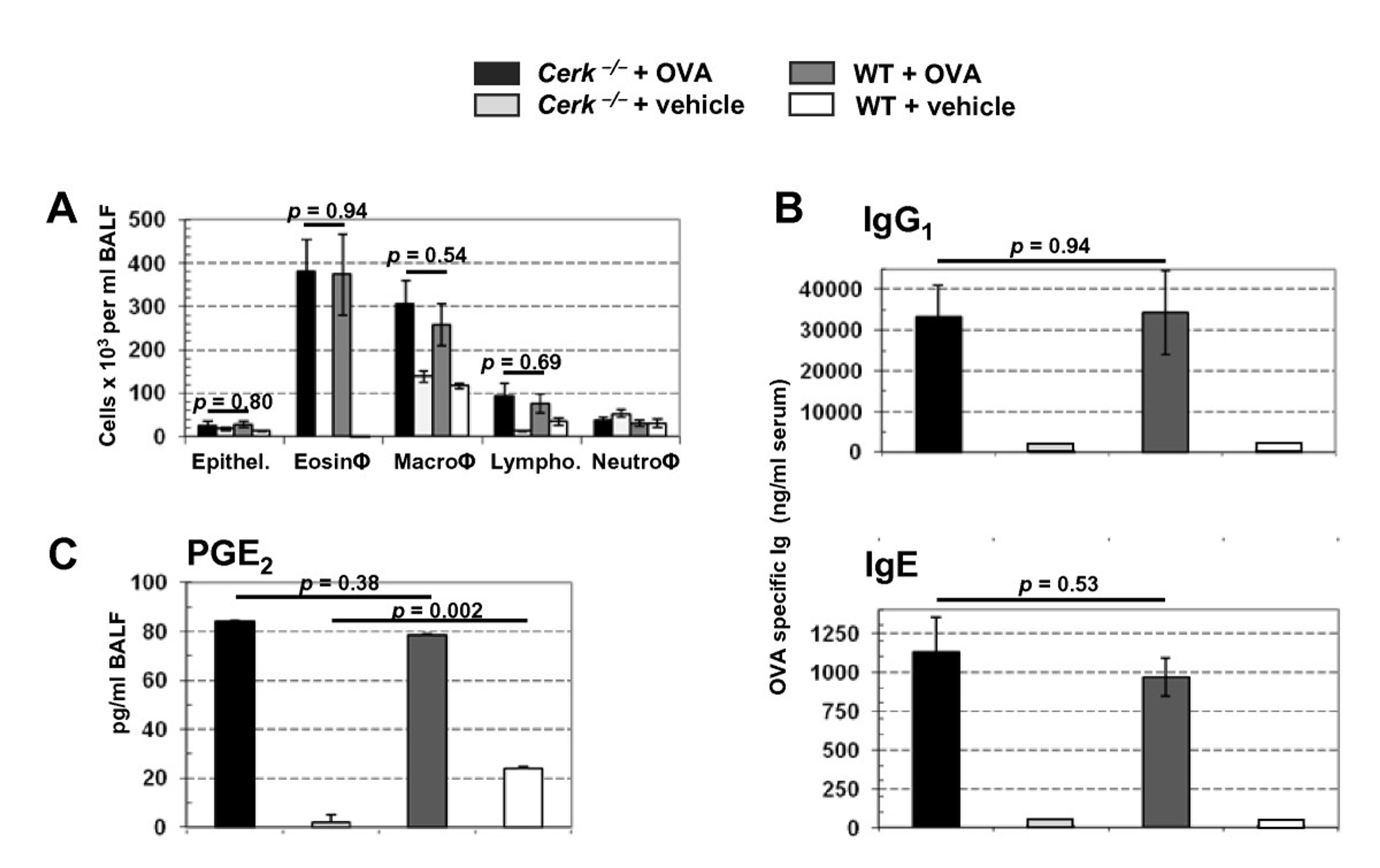 Rat anti Mouse IgE heavy chain antibody, clone LO-ME-3 used for the detection of mouse IgE by ELISA.