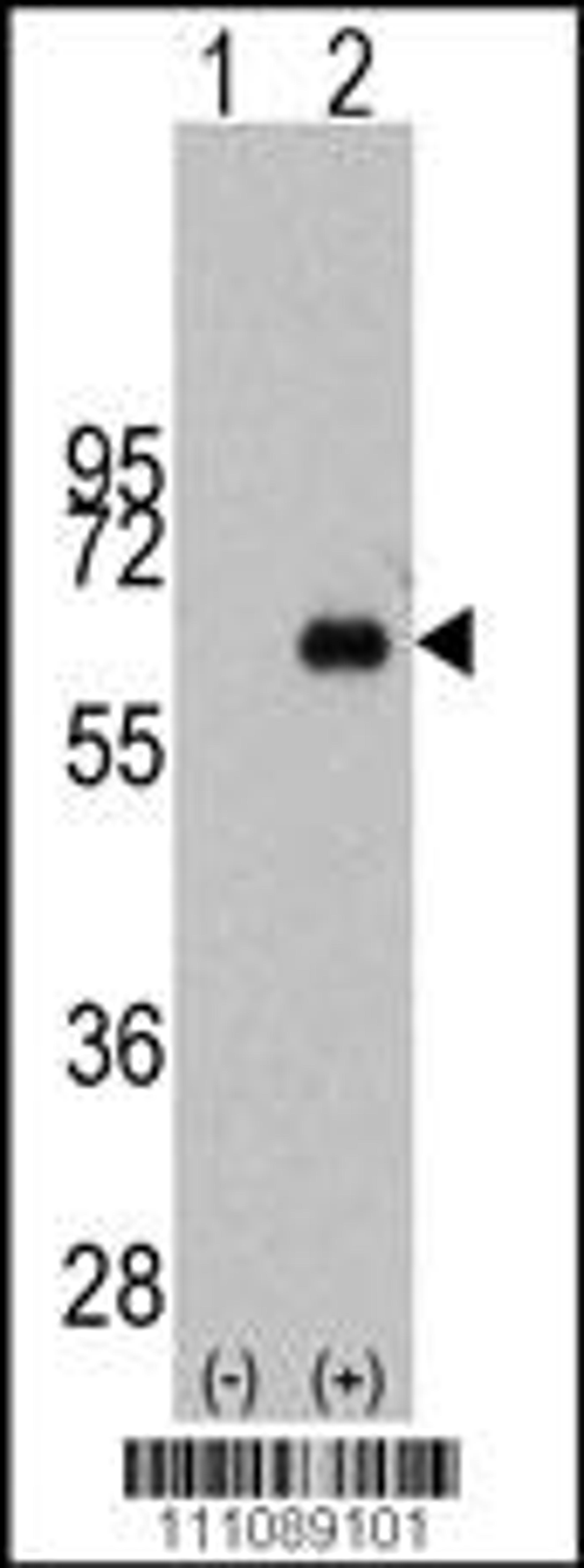 Western blot analysis of MYC using rabbit polyclonal MYC Antibody (S62) using 293 cell lysates (2 ug/lane) either nontransfected (Lane 1) or transiently transfected with the MYC gene (Lane 2).