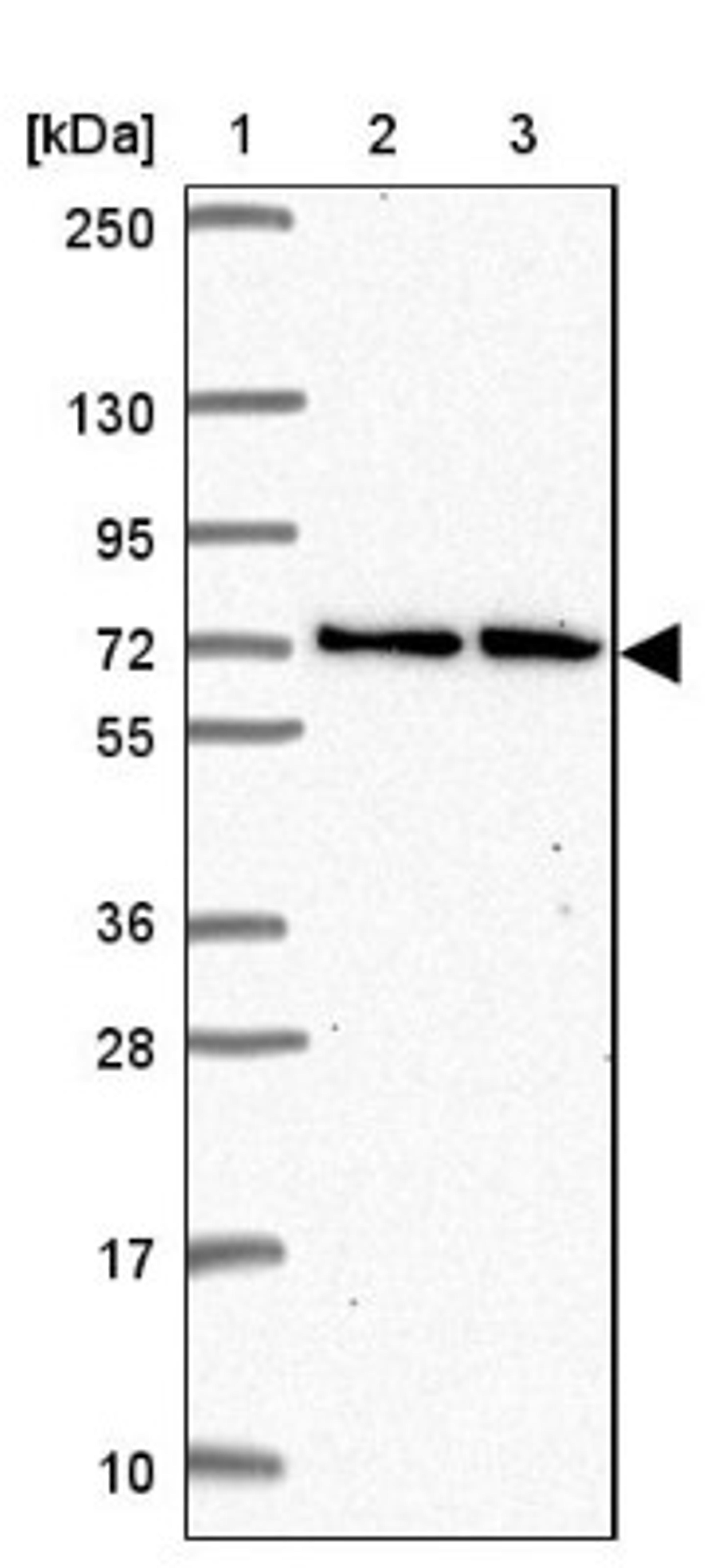 Western Blot: MTGR1 Antibody [NBP2-34136] - Lane 1: Marker [kDa] 250, 130, 95, 72, 55, 36, 28, 17, 10<br/>Lane 2: Human cell line RT-4<br/>Lane 3: Human cell line U-251MG sp