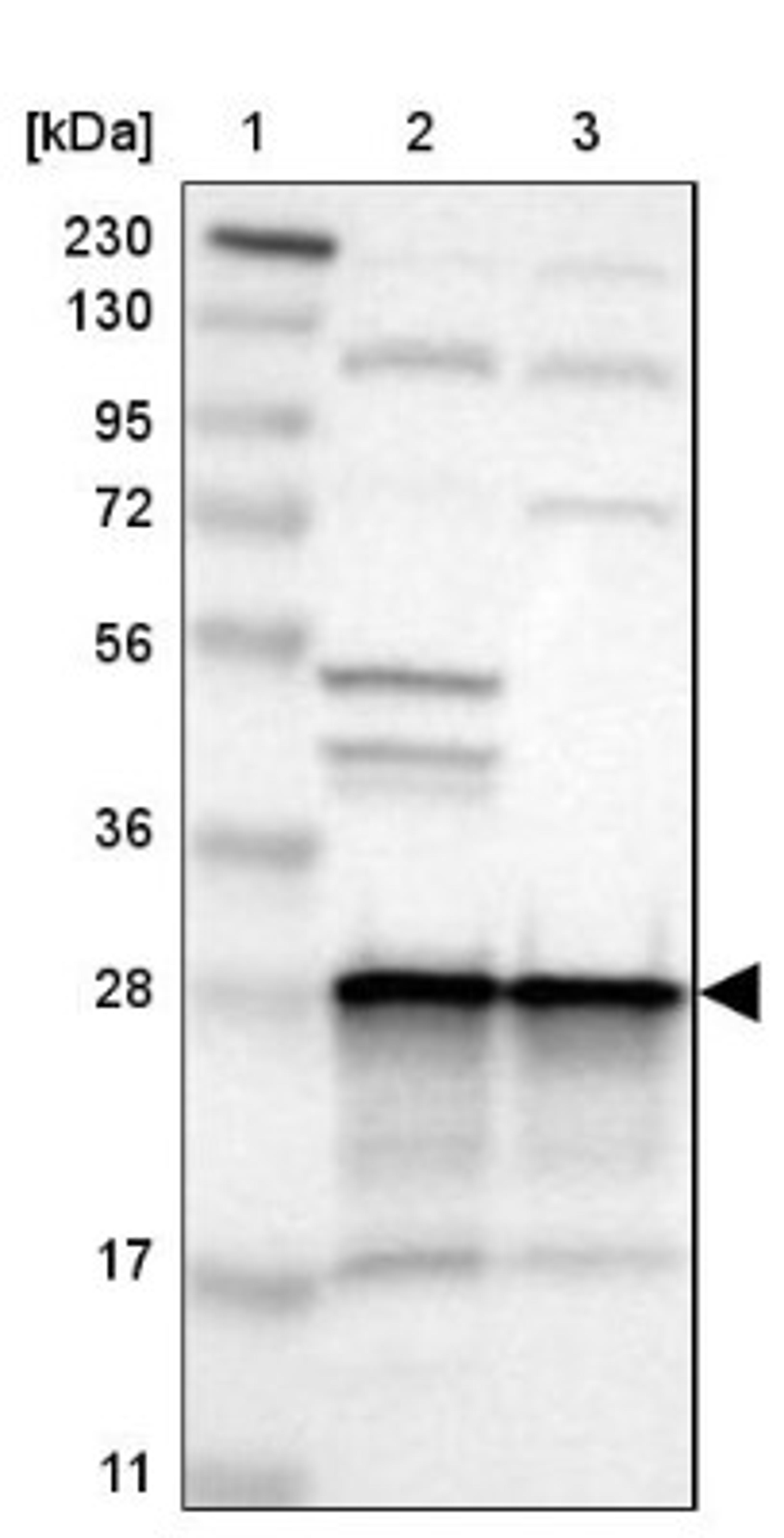 Western Blot: Calpain small subunit 1 Antibody [NBP1-90329] - Lane 1: Marker [kDa] 230, 130, 95, 72, 56, 36, 28, 17, 11<br/>Lane 2: Human cell line RT-4<br/>Lane 3: Human cell line U-251MG sp