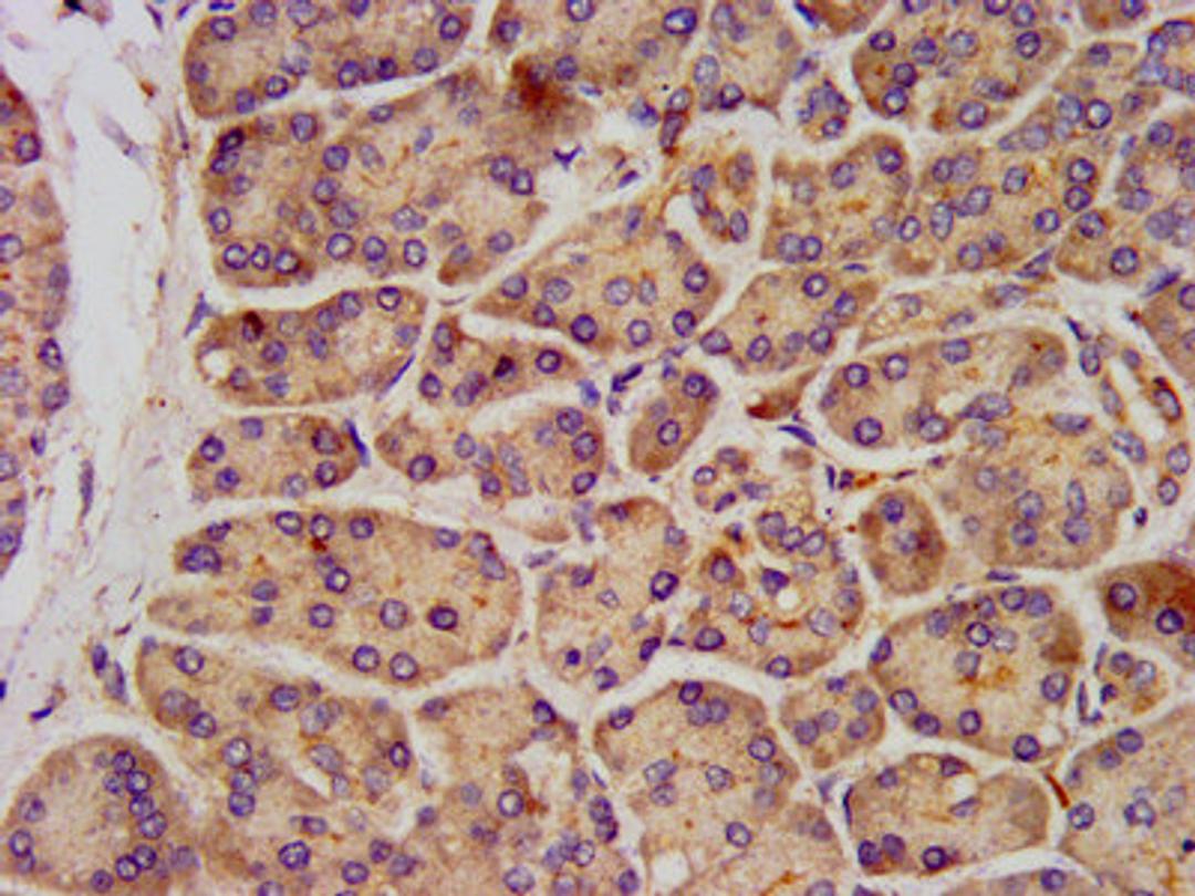IHC image of CSB-PA012071LA01HU diluted at 1:300 and staining in paraffin-embedded human pancreatic tissue performed on a Leica BondTM system. After dewaxing and hydration, antigen retrieval was mediated by high pressure in a citrate buffer (pH 6.0). Section was blocked with 10% normal goat serum 30min at RT. Then primary antibody (1% BSA) was incubated at 4°C overnight. The primary is detected by a biotinylated secondary antibody and visualized using an HRP conjugated SP system.