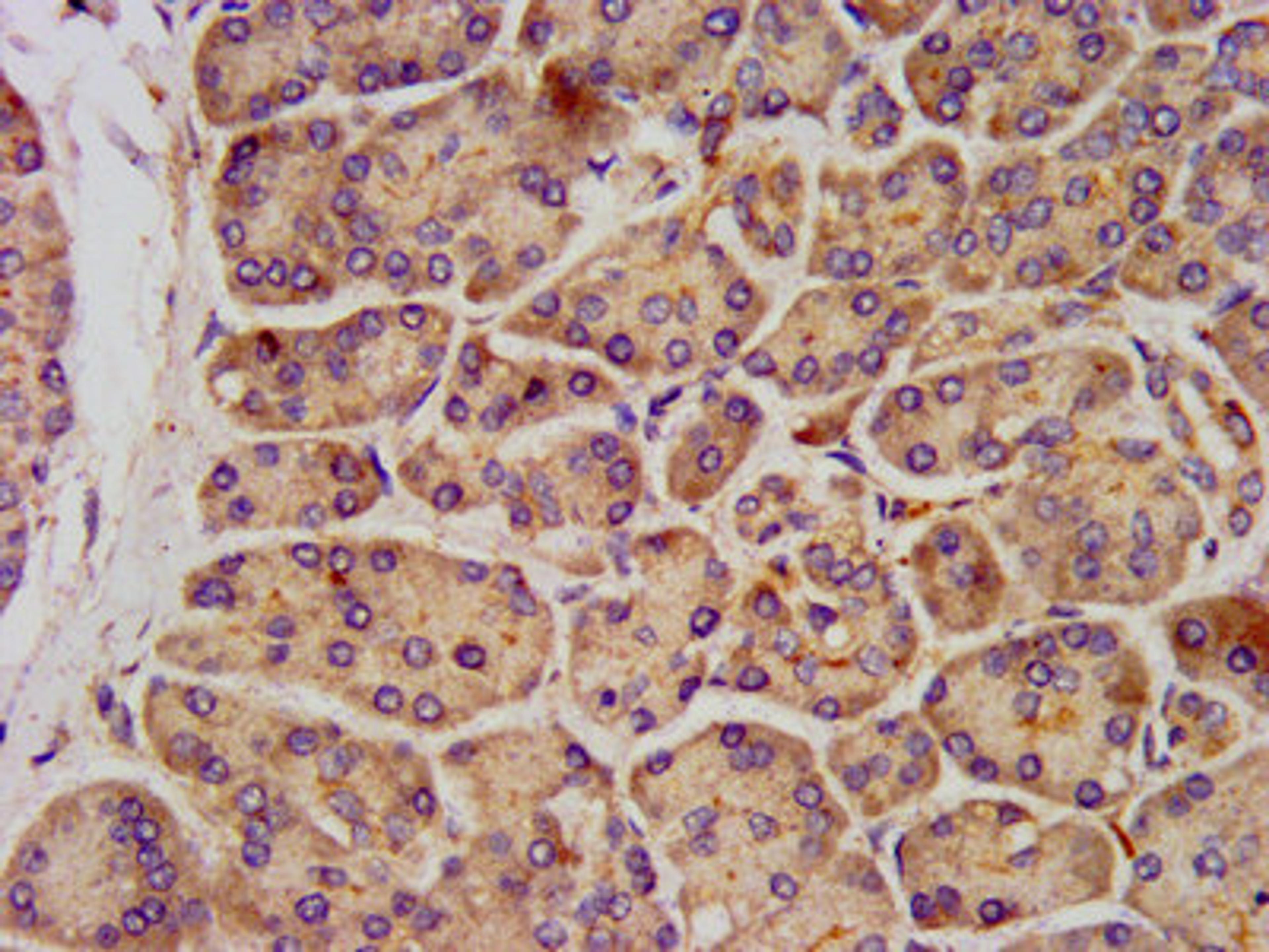 IHC image of CSB-PA012071LA01HU diluted at 1:300 and staining in paraffin-embedded human pancreatic tissue performed on a Leica BondTM system. After dewaxing and hydration, antigen retrieval was mediated by high pressure in a citrate buffer (pH 6.0). Section was blocked with 10% normal goat serum 30min at RT. Then primary antibody (1% BSA) was incubated at 4°C overnight. The primary is detected by a biotinylated secondary antibody and visualized using an HRP conjugated SP system.