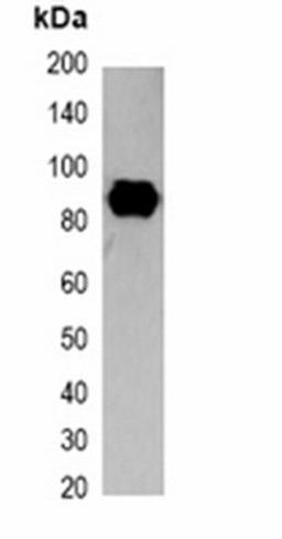 Western blot analysis of 293T cell lysate using SRT-tag antibody