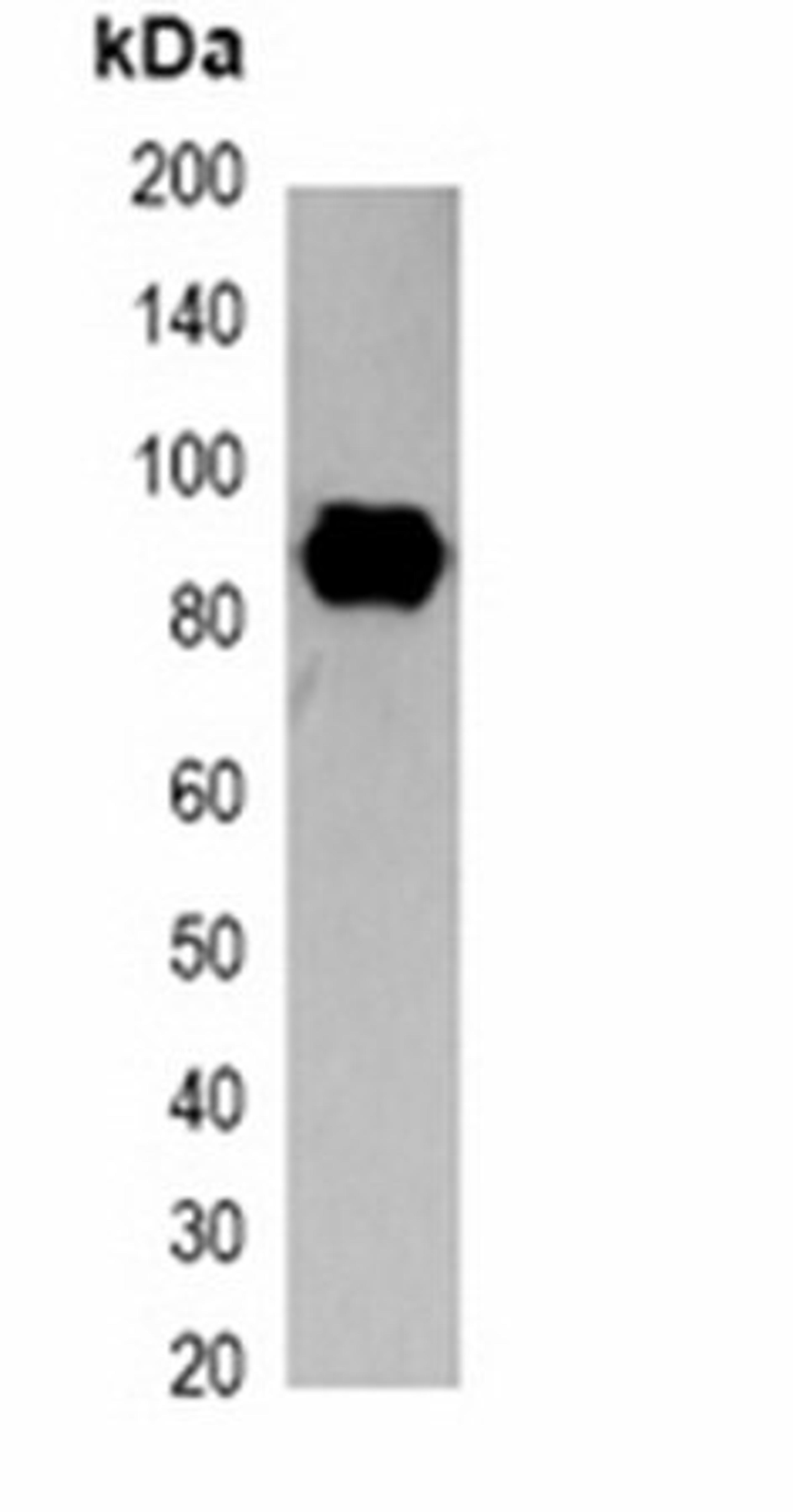 Western blot analysis of 293T cell lysate using SRT-tag antibody