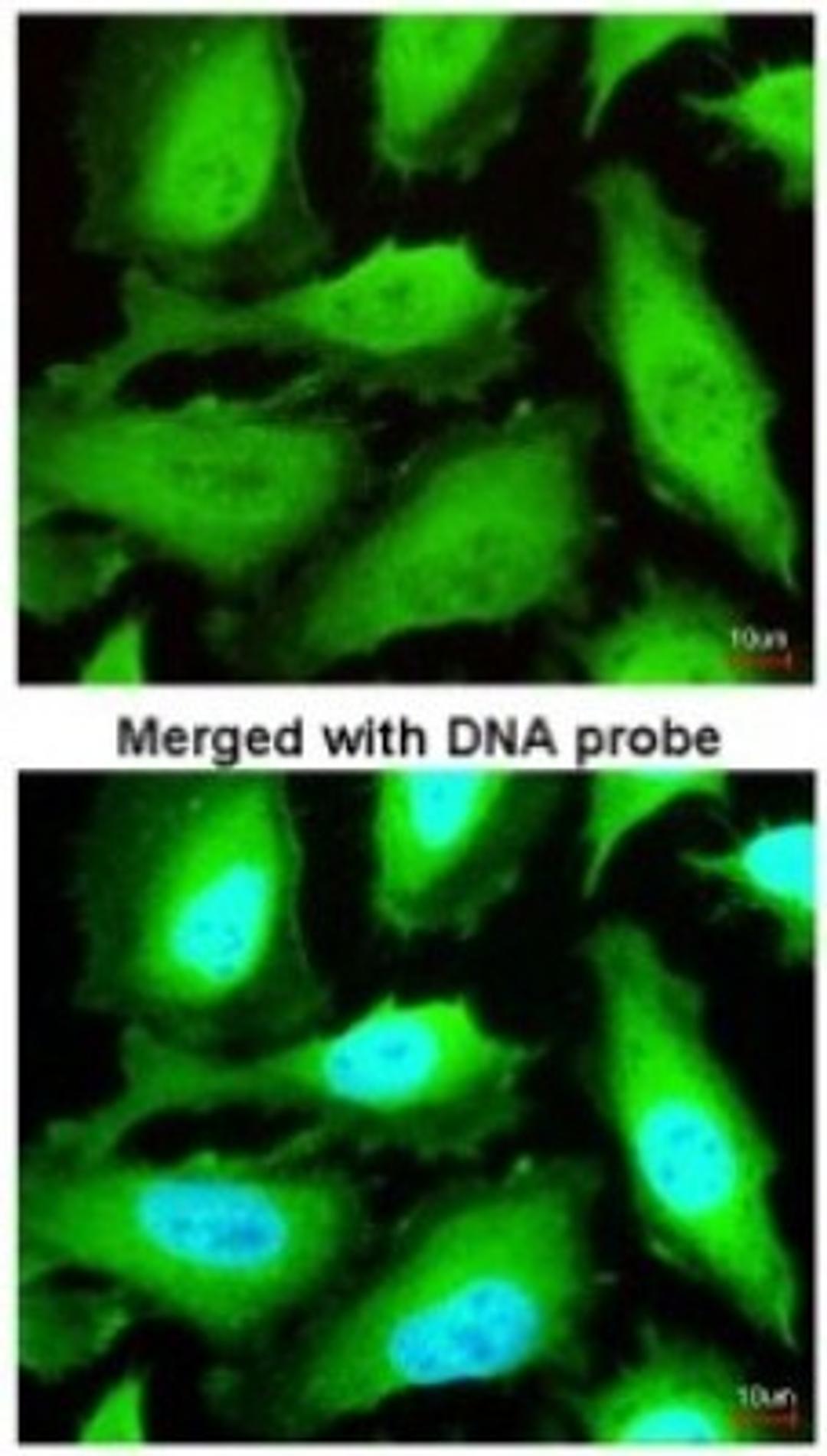 Immunocytochemistry/Immunofluorescence: thioredoxin reductase 1 Antibody [NBP2-20619] - Analysis of paraformaldehyde-fixed HeLa, using antibody at 1:200 dilution.