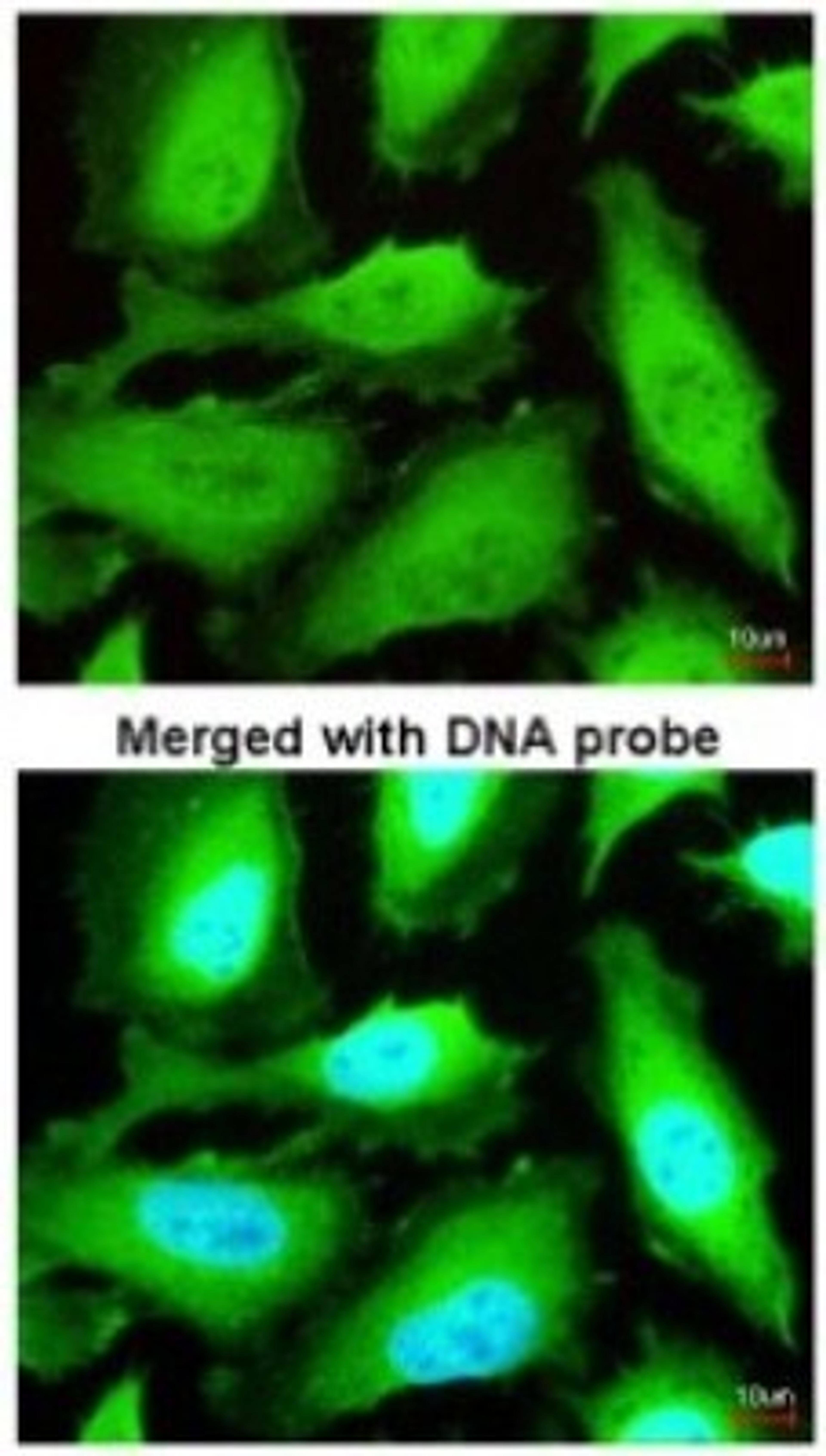 Immunocytochemistry/Immunofluorescence: thioredoxin reductase 1 Antibody [NBP2-20619] - Analysis of paraformaldehyde-fixed HeLa, using antibody at 1:200 dilution.