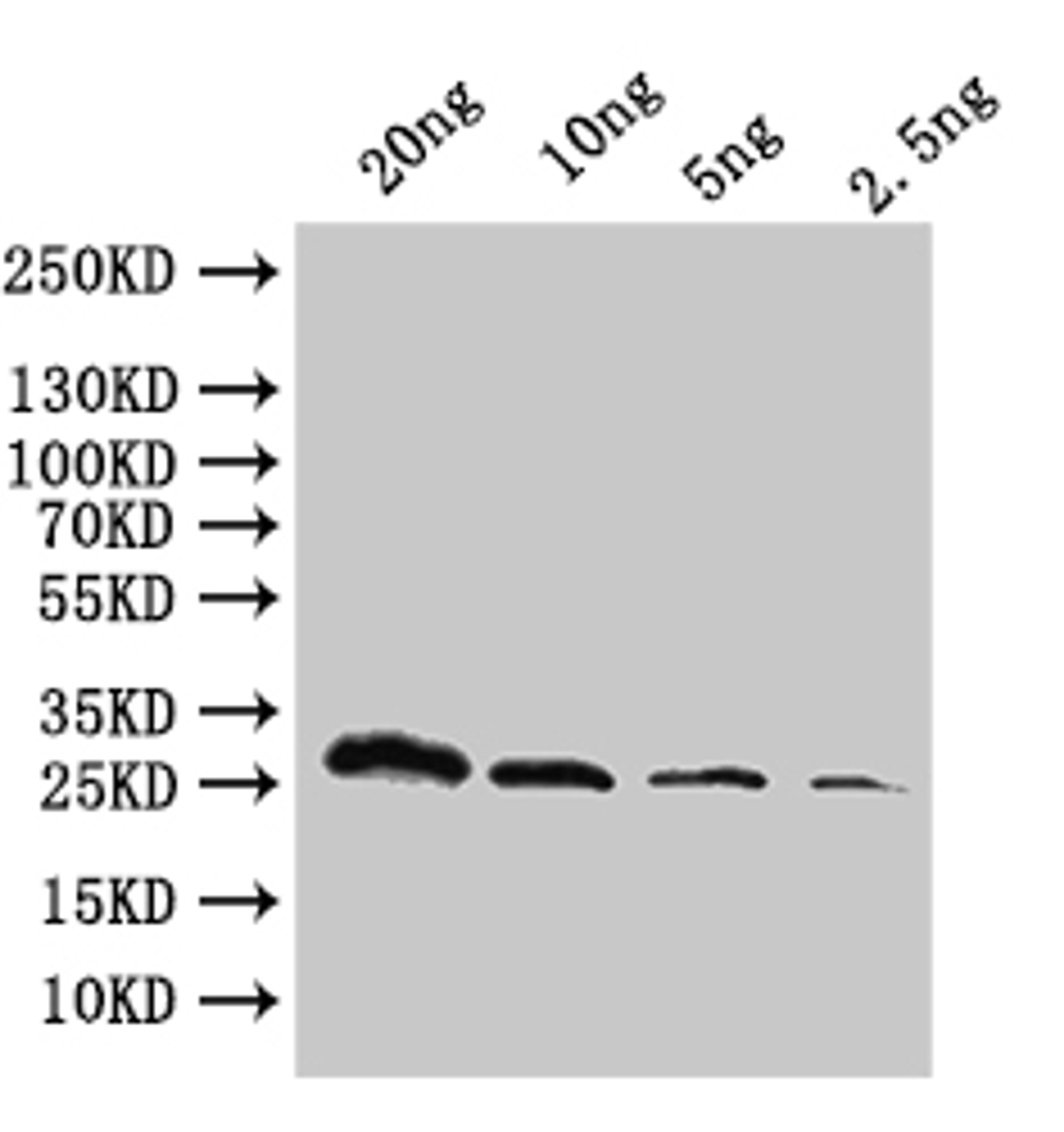 Western Blot. Positive WB detected in: recombinant protein. All lanes:ftsH Antibody at 1:1000. Secondary. Goat polyclonal to rabbit IgG at 1/50000 dilution. Predicted band size: 29.8 kDa. Observed band size: 30 kDa.