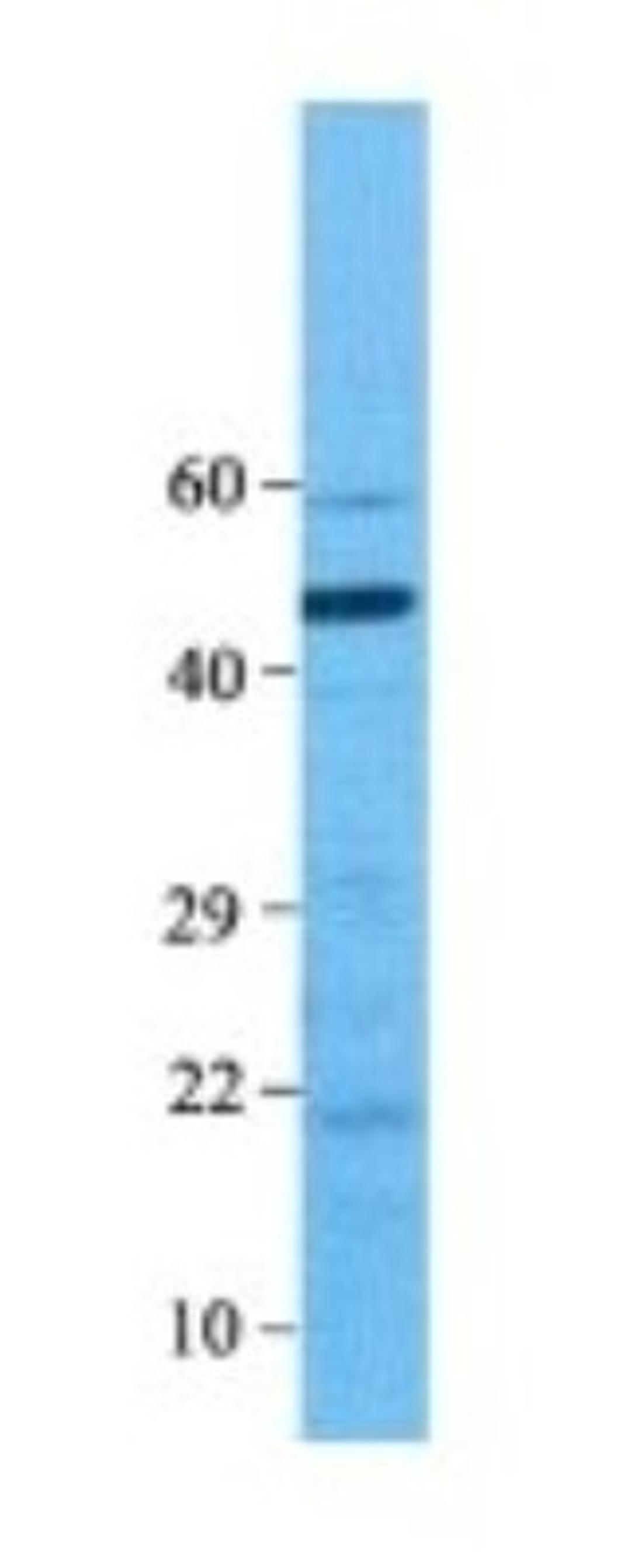 Western Blot: BMP-7 Antibody [NBP1-69126] - Human Fetal Intestine, Antibody Dilution: 0.1 ug/ml.