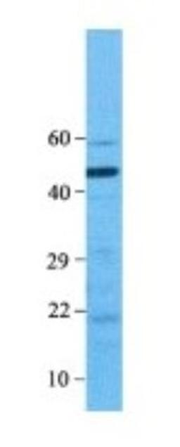 Western Blot: BMP-7 Antibody [NBP1-69126] - Human Fetal Intestine, Antibody Dilution: 0.1 ug/ml.