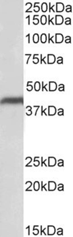 46-156 (0.1ug/ml) staining of Human Heart lysate (35ug protein in RIPA buffer). Primary incubation was 1 hour. Detected by chemiluminescence.