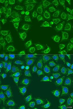 Immunofluorescence - ALG2 antibody (A15203)