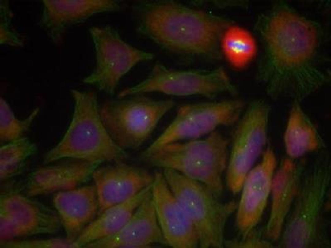 Immunocytochemistry/Immunofluorescence: PTEN [p Ser380, p Thr382, p Thr383] Antibody [NB100-82166] - Methanol-fixed Hela cells using PTEN (Phospho-Ser380/Thr382/Thr383)