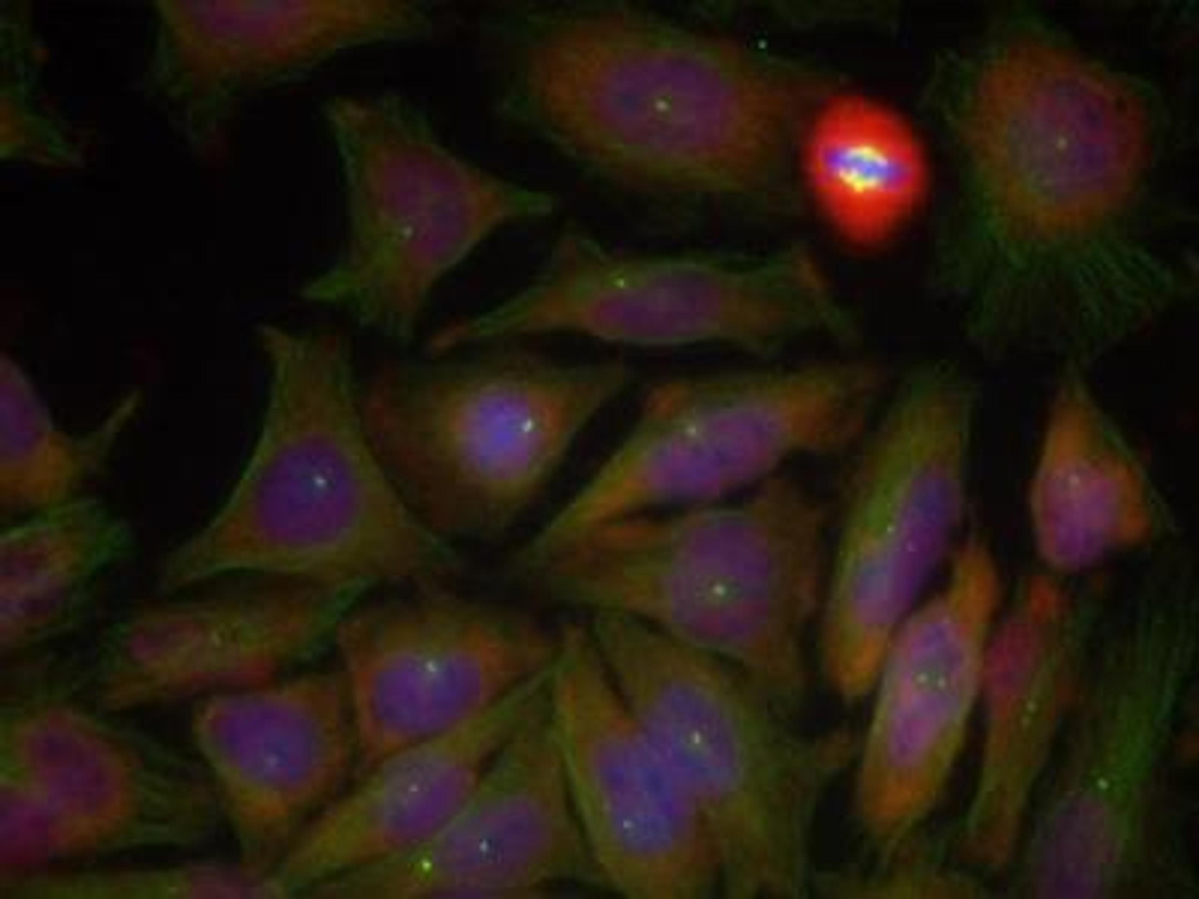 Immunocytochemistry/Immunofluorescence: PTEN [p Ser380, p Thr382, p Thr383] Antibody [NB100-82166] - Methanol-fixed Hela cells using PTEN (Phospho-Ser380/Thr382/Thr383)