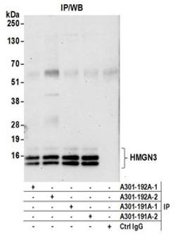 Detection of human HMGN3 by western blot of immunoprecipitates.