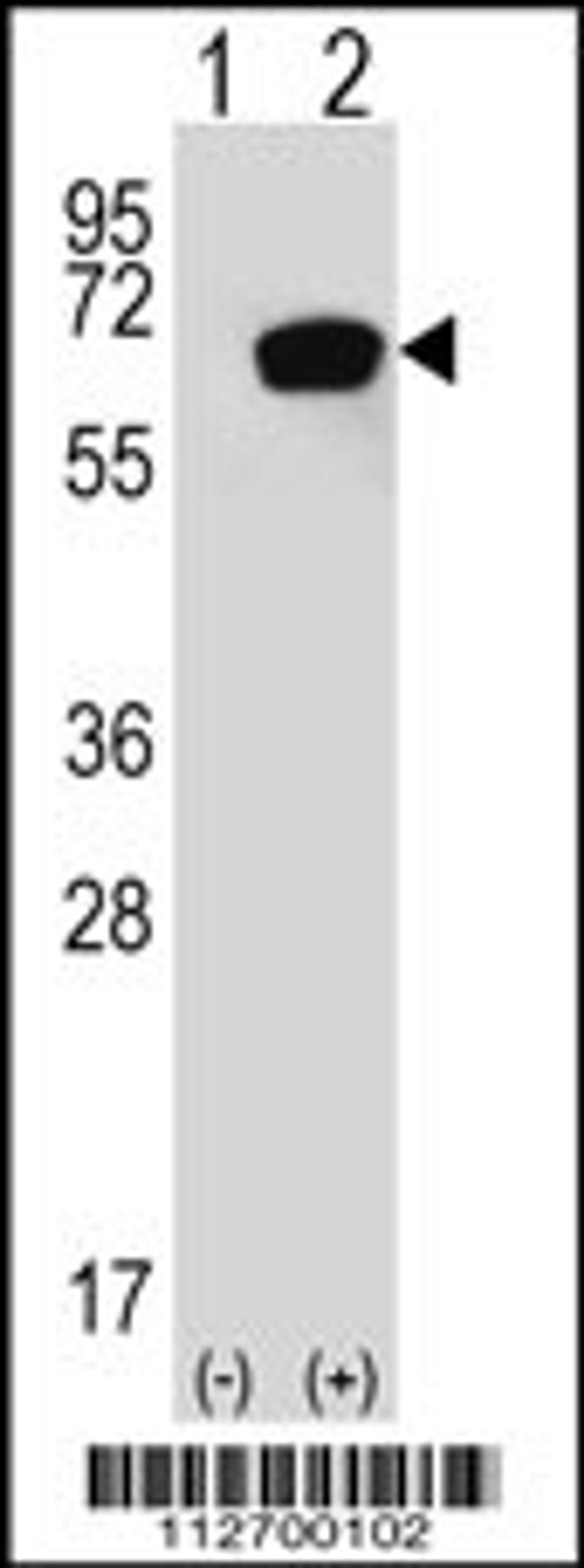 Western blot analysis of HSPA1A using rabbit polyclonal HSPA1A Antibody (S41) using 293 cell lysates (2 ug/lane) either nontransfected (Lane 1) or transiently transfected with the HSPA1A gene (Lane 2).