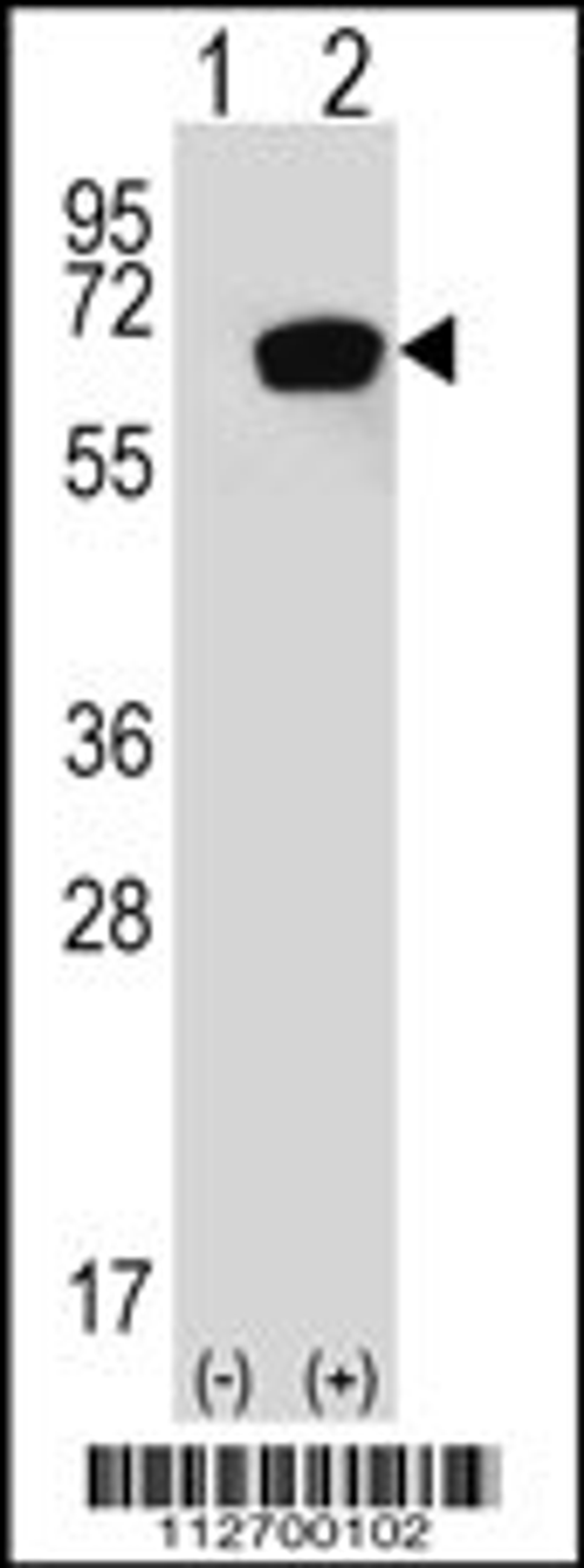 Western blot analysis of HSPA1A using rabbit polyclonal HSPA1A Antibody (S41) using 293 cell lysates (2 ug/lane) either nontransfected (Lane 1) or transiently transfected with the HSPA1A gene (Lane 2).