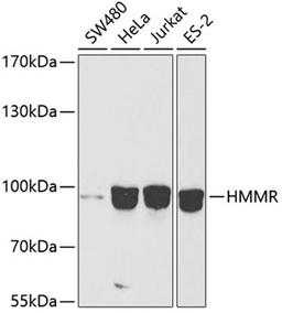 Western blot - HMMR antibody (A12445)