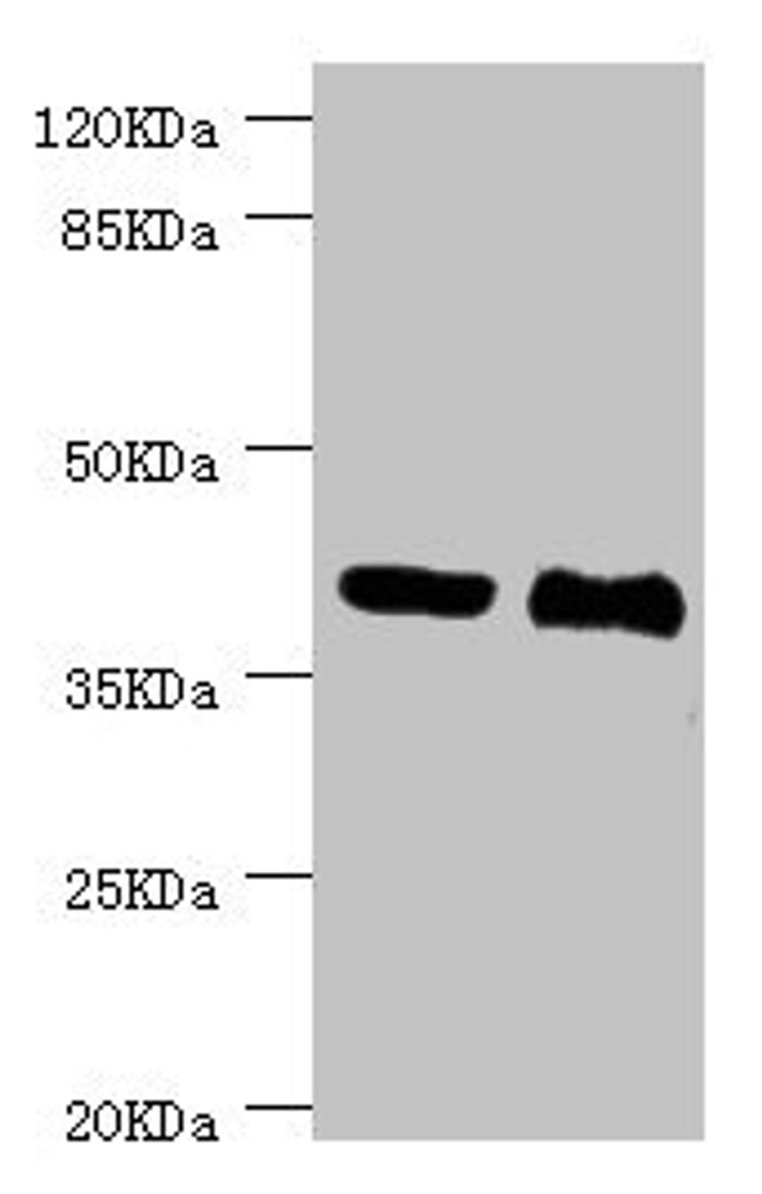 Western blot. All lanes: NHLRC1 antibody at 3.13ug/ml. Lane 1: LO2 whole cell lysate. Lane 2: Rat liver tissue. Secondary. Goat polyclonal to rabbit IgG at 1/10000 dilution. Predicted band size: 42 kDa. Observed band size: 42 kDa.
