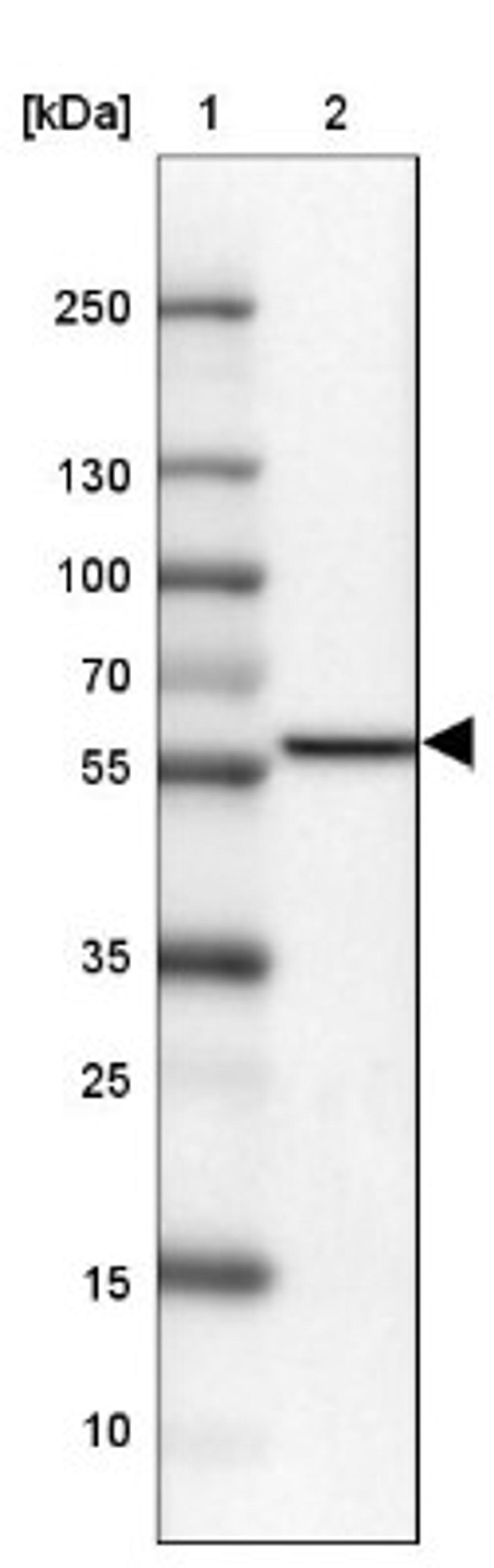 Western Blot: Mic1 Antibody [NBP2-14389] - Lane 1: Marker [kDa] 250, 130, 100, 70, 55, 35, 25, 15, 10<br/>Lane 2: U-87 MG