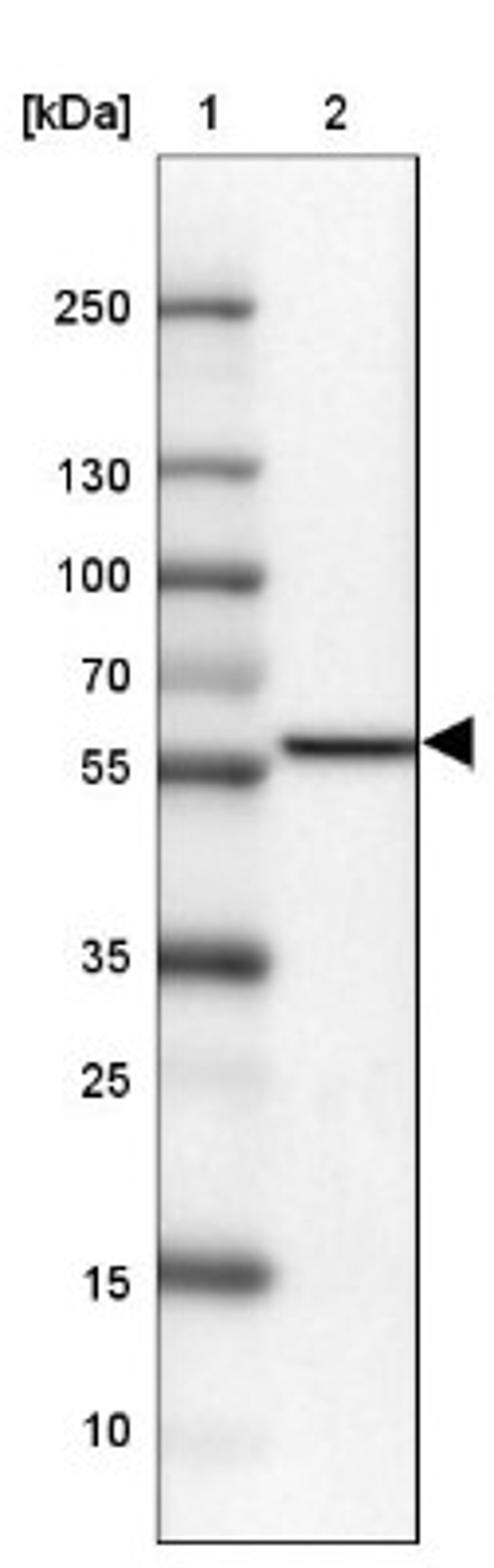 Western Blot: Mic1 Antibody [NBP2-14389] - Lane 1: Marker [kDa] 250, 130, 100, 70, 55, 35, 25, 15, 10<br/>Lane 2: U-87 MG