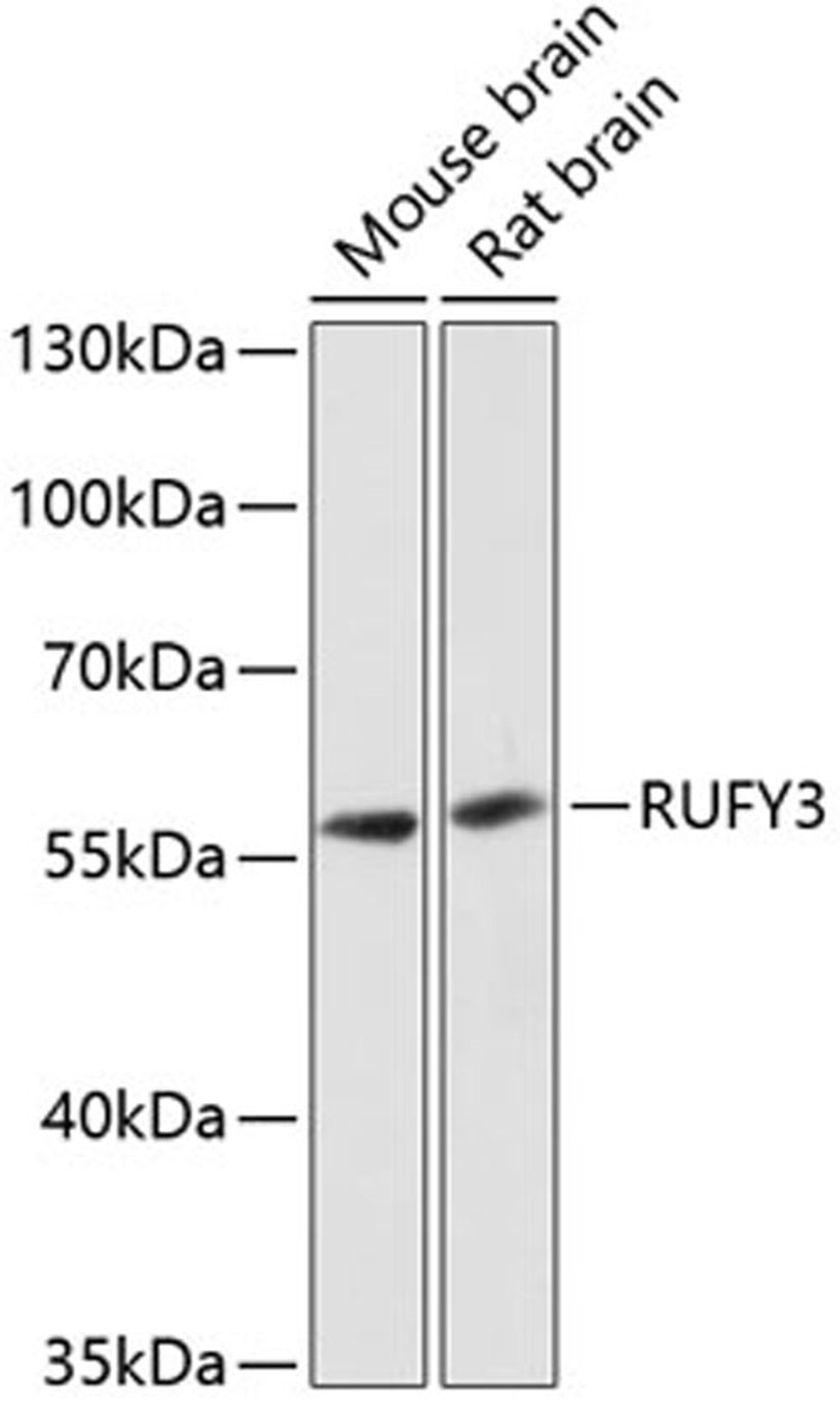 Western blot - RUFY3 antibody (A12896)