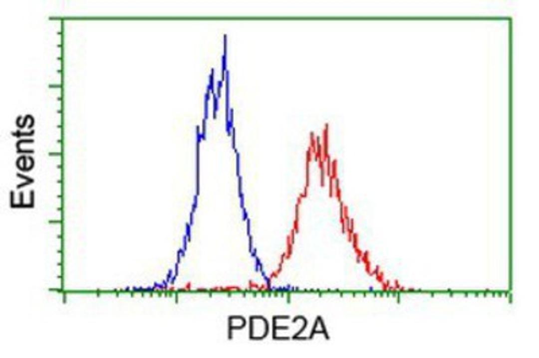 Flow Cytometry: PDE2A Antibody (3A4) [NBP2-03598] - Analysis of Hela cells, using anti-PDE2A antibody, (Red), compared to a nonspecific negative control antibody (Blue).