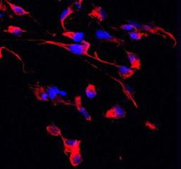 Immunohistochemistry-Frozen: Nestin Antibody [NB100-1604] - Analysis of Nestin in frozen mouse tissue using anti-Nestin antibody. Image from verified customer review.