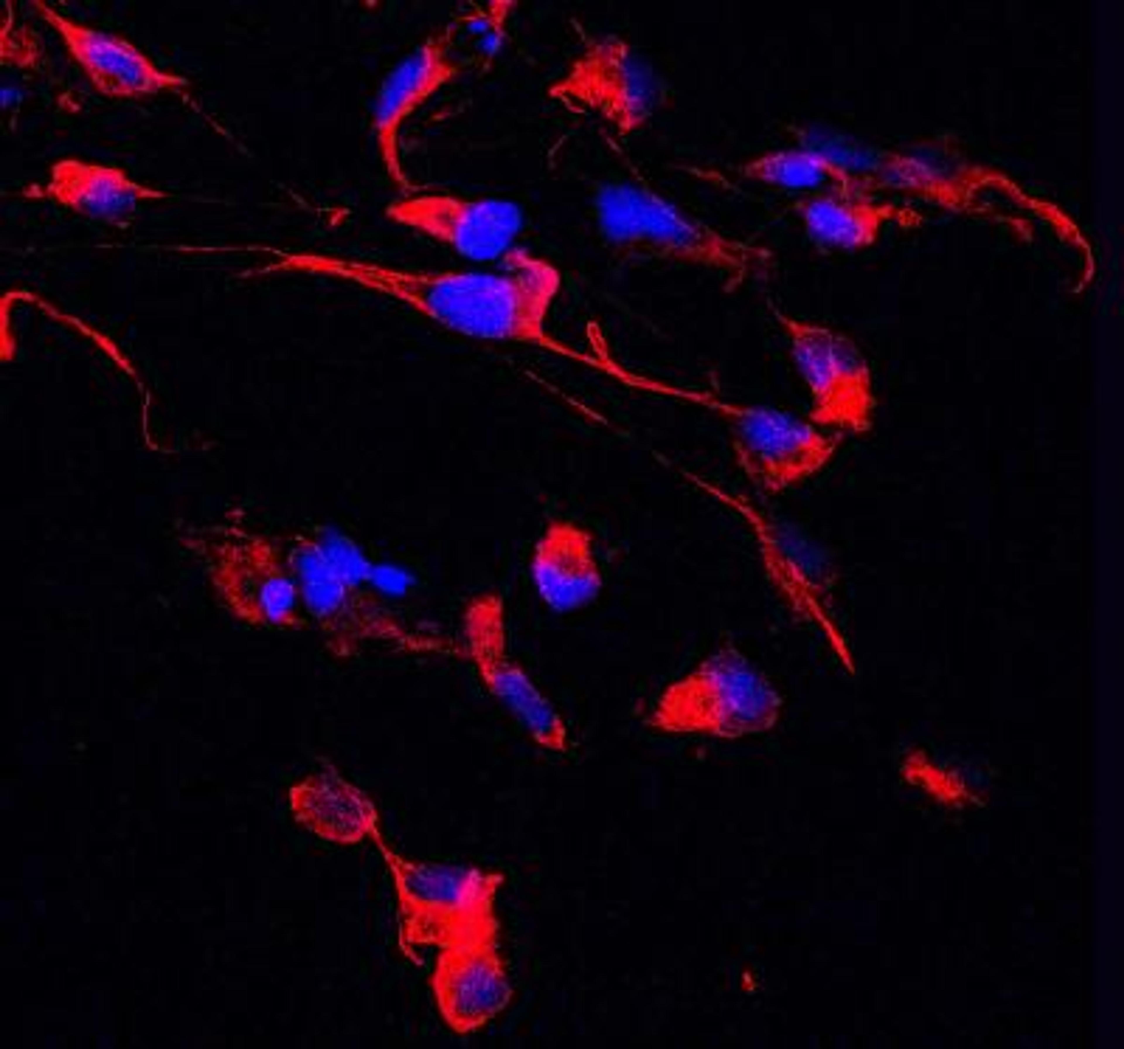 Immunohistochemistry-Frozen: Nestin Antibody [NB100-1604] - Analysis of Nestin in frozen mouse tissue using anti-Nestin antibody. Image from verified customer review.