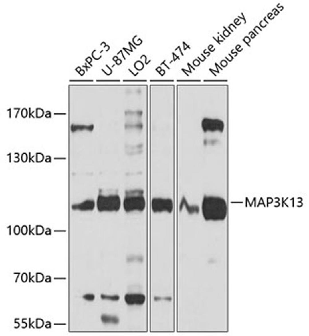 Western blot - MAP3K13 antibody (A10189)