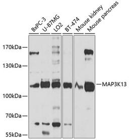 Western blot - MAP3K13 antibody (A10189)