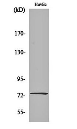 Western blot analysis of HuvEc cell lysates using CLC-KA antibody