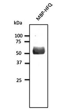 Western blot analysis of MBP-HFQ using HRQ antibody.