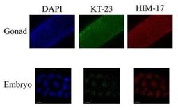 Immunocytochemistry/Immunofluorescence: him-17 Antibody [29450002] - \This image is specific to animal number SDQ0800  1:10000 Affinity Purified, 1:400 Serum