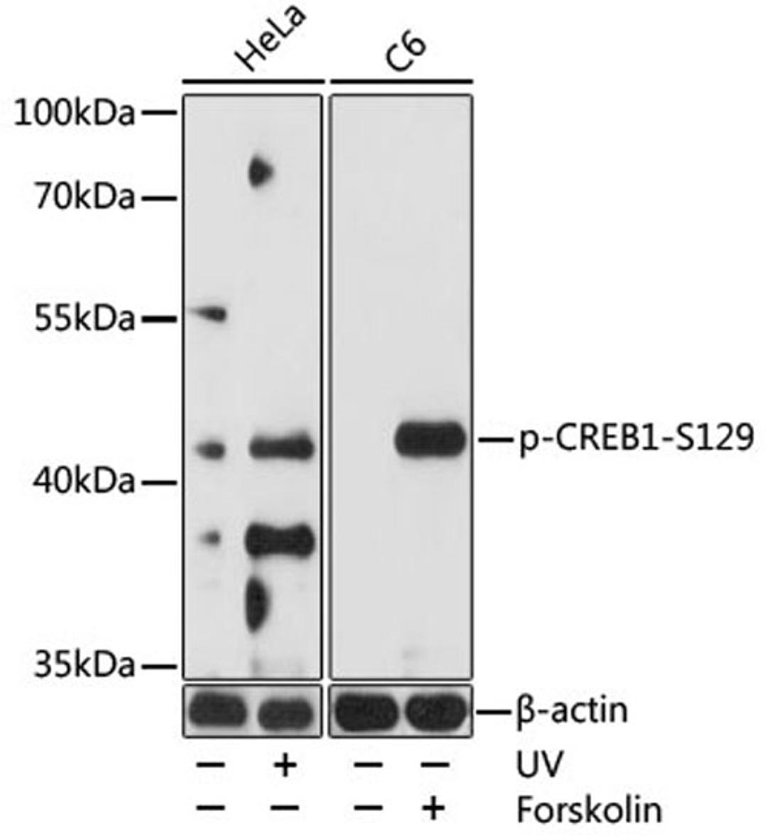 Western blot - Phospho-CREB1-S129 pAb (AP0903)