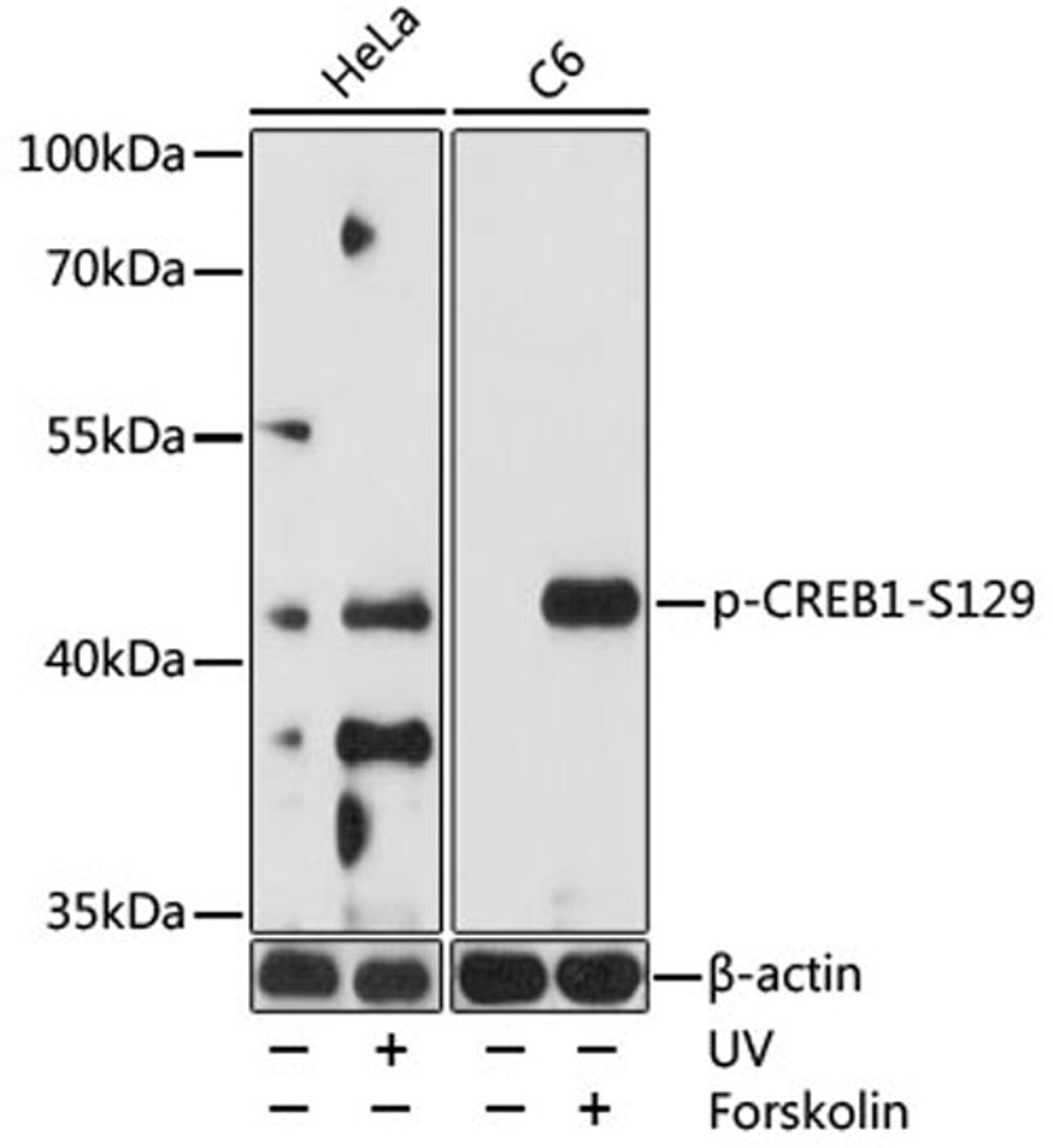 Western blot - Phospho-CREB1-S129 pAb (AP0903)