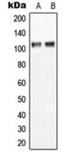 Western blot analysis of MCF7 (Lane 1), NIH3T3 (Lane 2) whole cell lysates using NGEP antibody