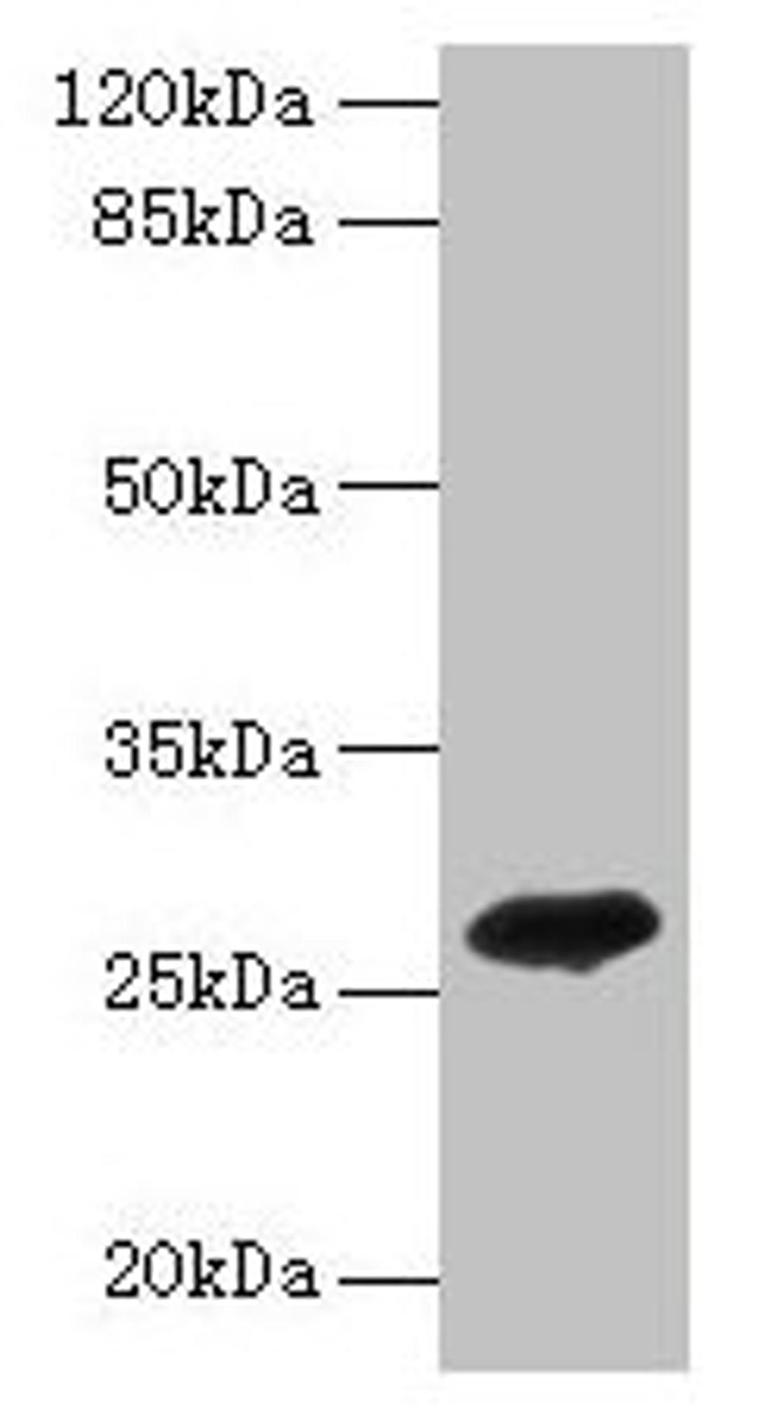 Western blot. All lanes: ADIPOQ antibody at 2µg/ml + Recombinant Adiponectin protein 0.1µg. Secondary. Goat polyclonal to rabbit IgG at 1/10000 dilution. Predicted band size: 27 kDa. Observed band size: 27 kDa