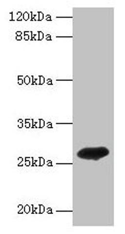 Western blot. All lanes: ADIPOQ antibody at 2µg/ml + Recombinant Adiponectin protein 0.1µg. Secondary. Goat polyclonal to rabbit IgG at 1/10000 dilution. Predicted band size: 27 kDa. Observed band size: 27 kDa
