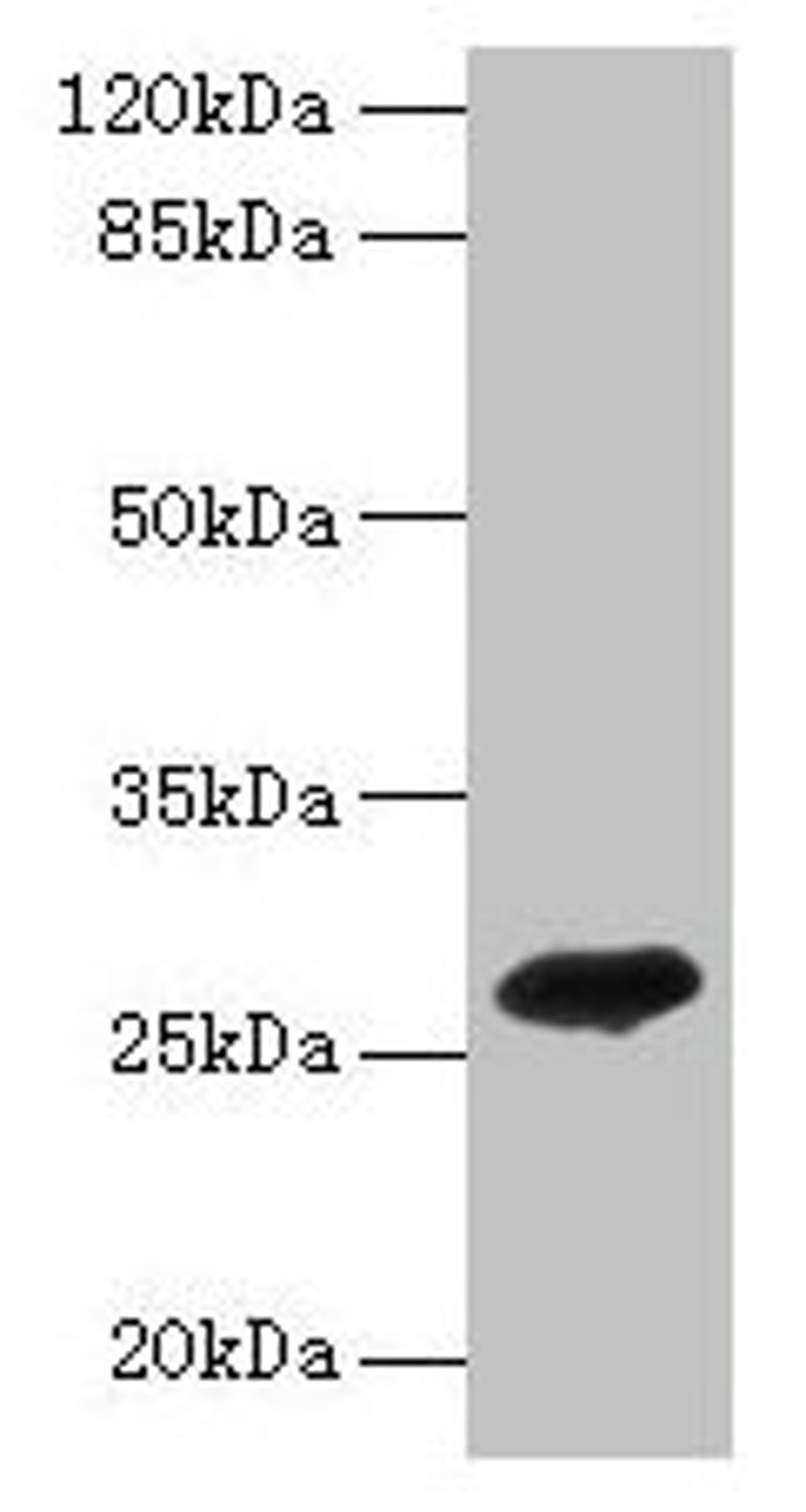 Western blot. All lanes: ADIPOQ antibody at 2µg/ml + Recombinant Adiponectin protein 0.1µg. Secondary. Goat polyclonal to rabbit IgG at 1/10000 dilution. Predicted band size: 27 kDa. Observed band size: 27 kDa